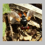 Gymnosoma sp - Raupenfliege 06.jpg